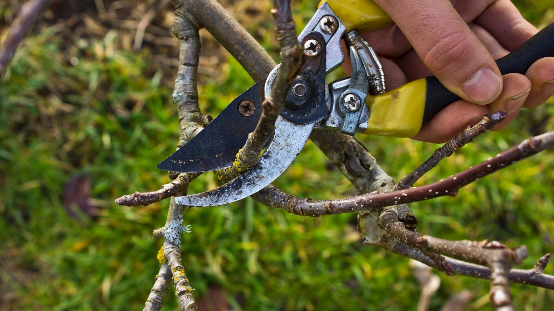 Tree Pruning 2