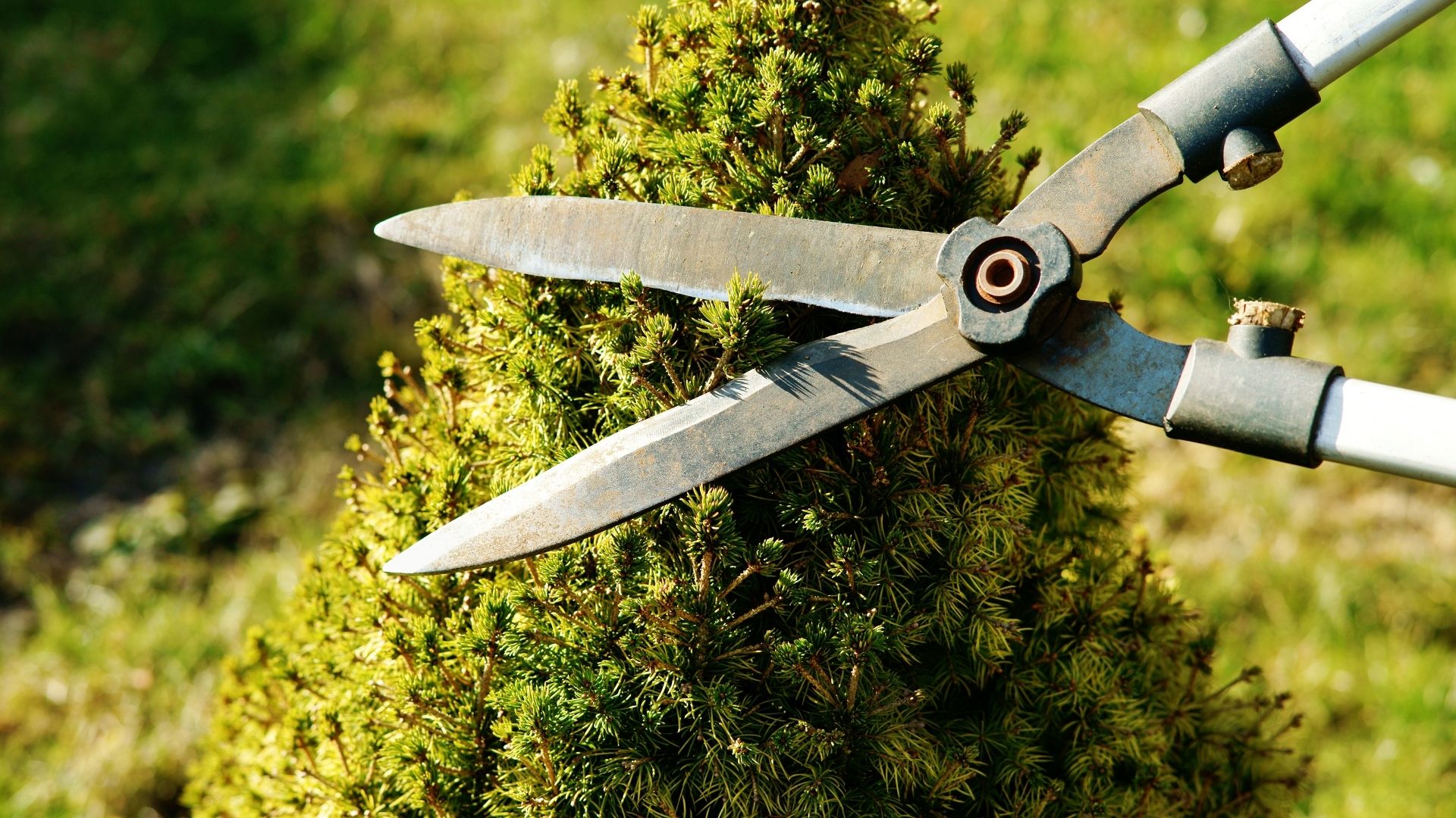 Tree Pruning