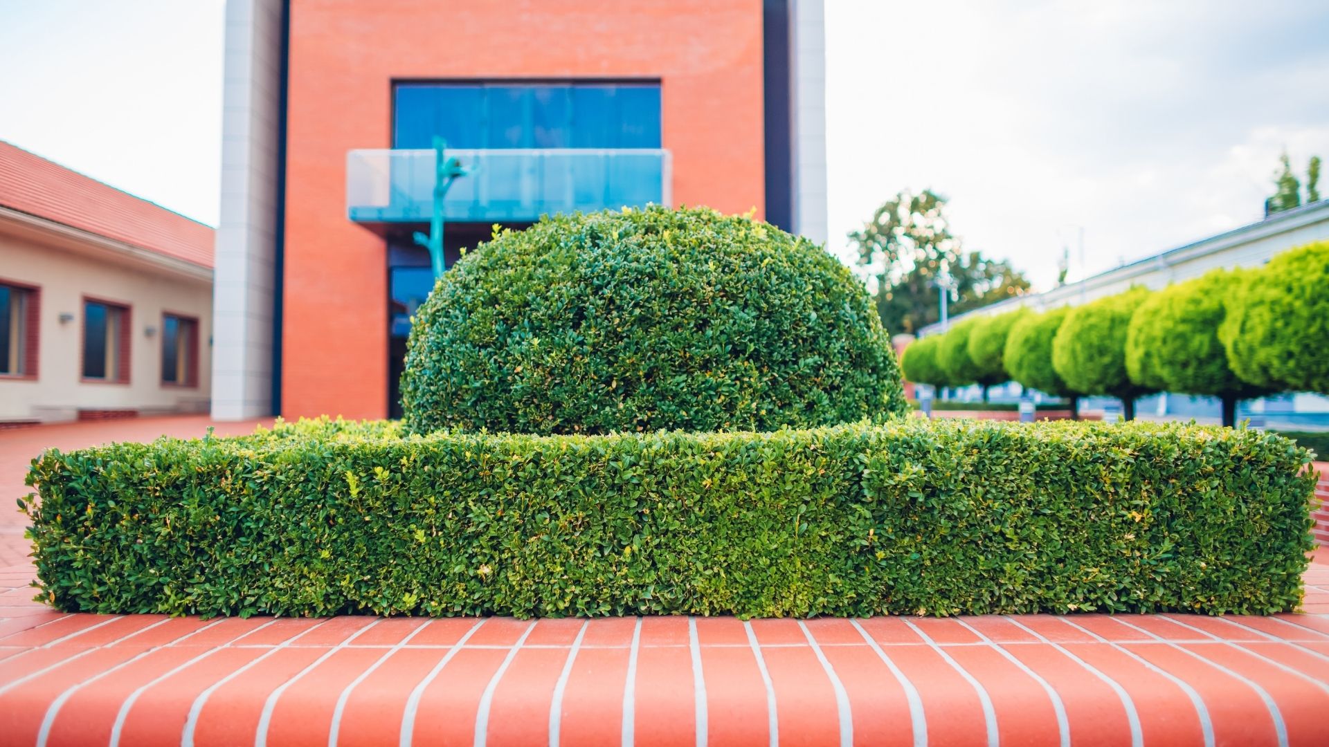 bush trimming 2