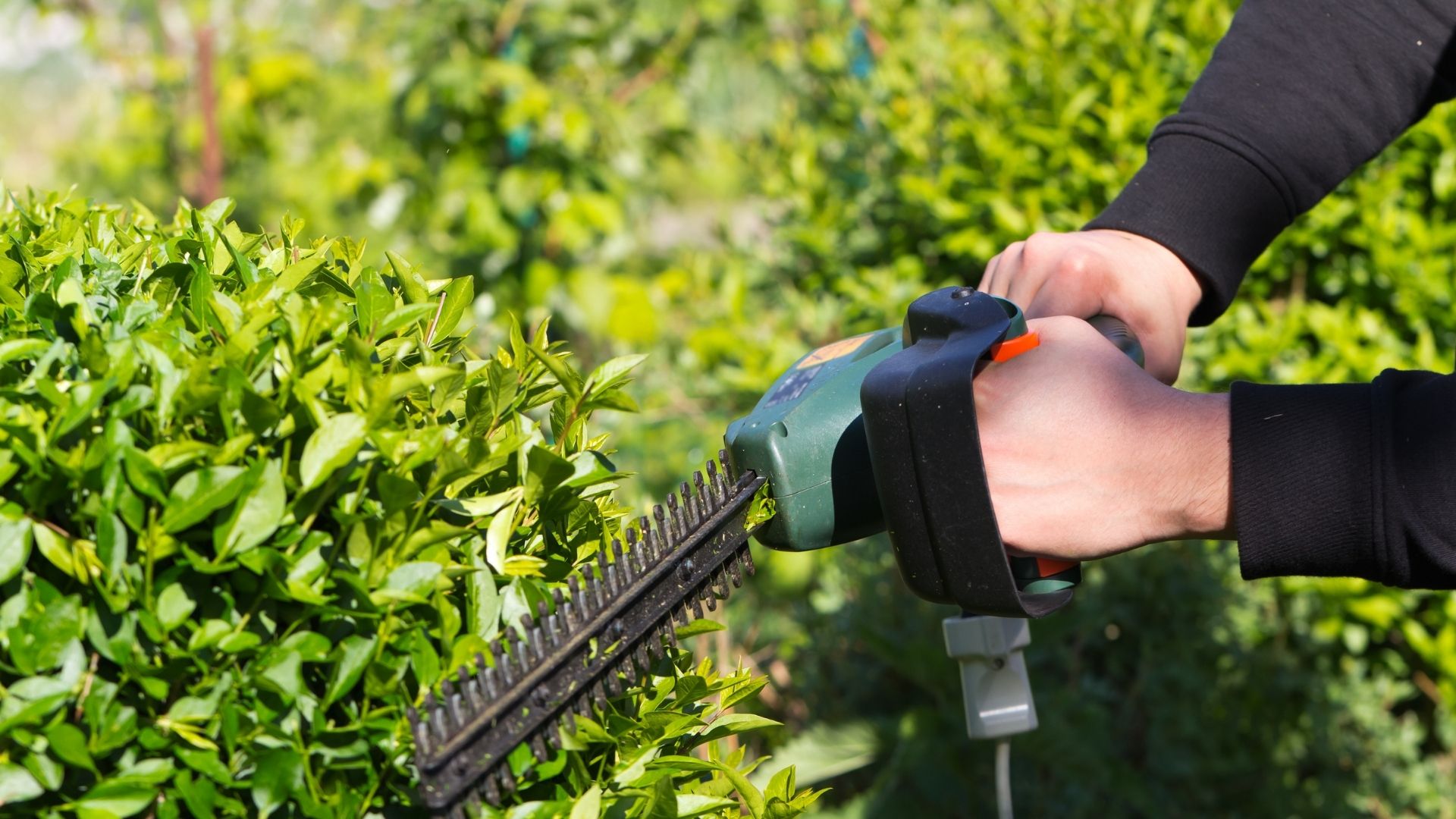 bush trimming