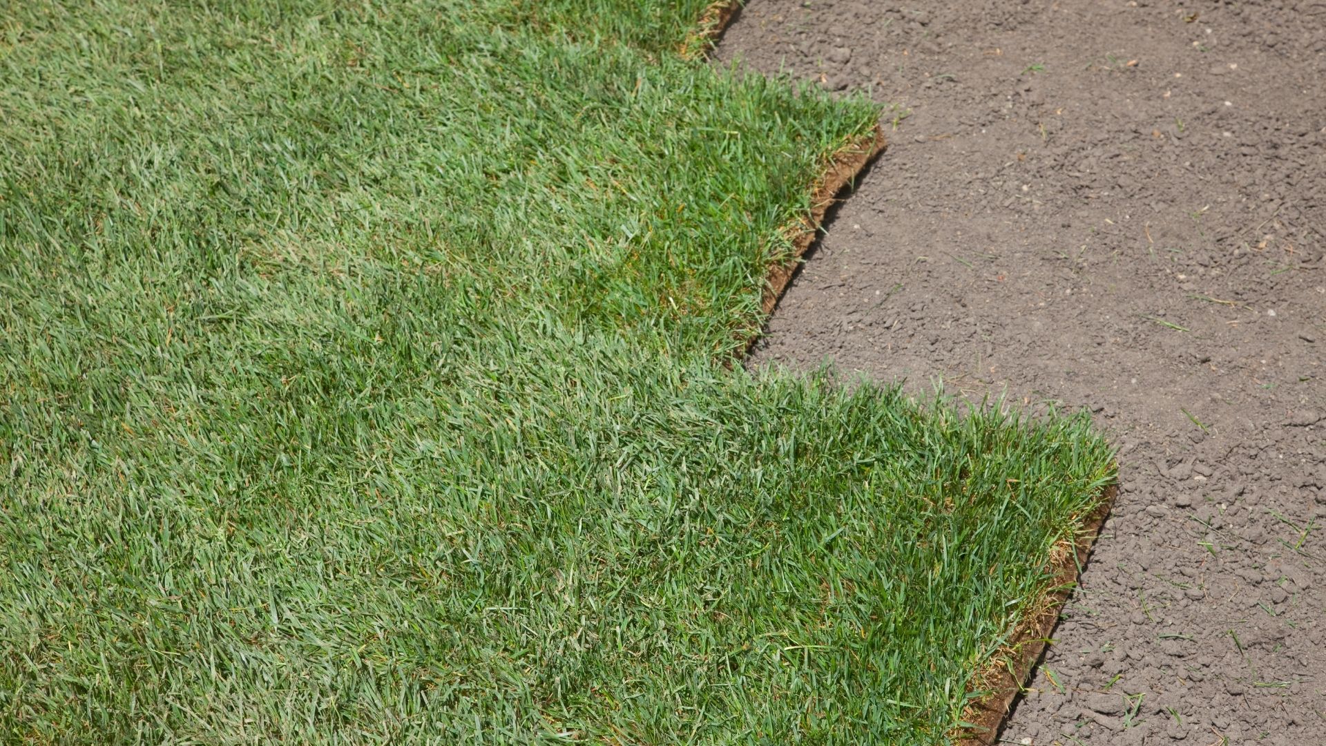 sod installation 3